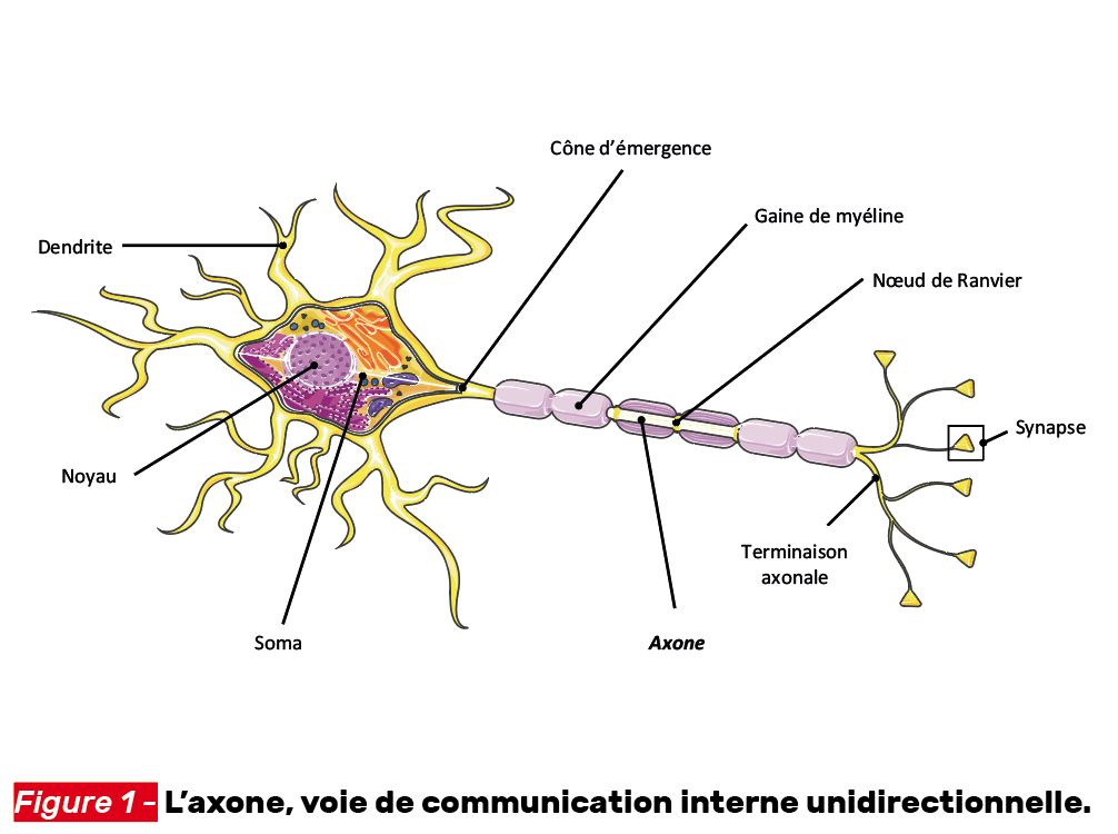 Les schémas de neuro-anatomie : la communication interne - Neurologies