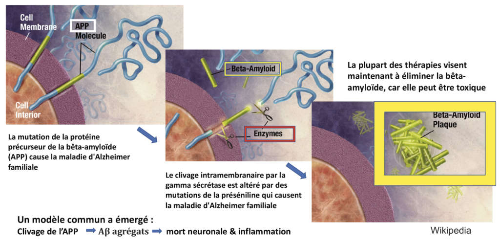 Vers une biologie cellulaire de la maladie d’Alzheimer - Neurologies