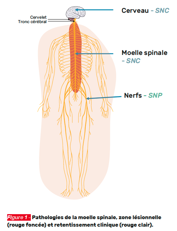 Spinale Les schémas de neuro-anatomie : la moelle spinale, pathologies ...